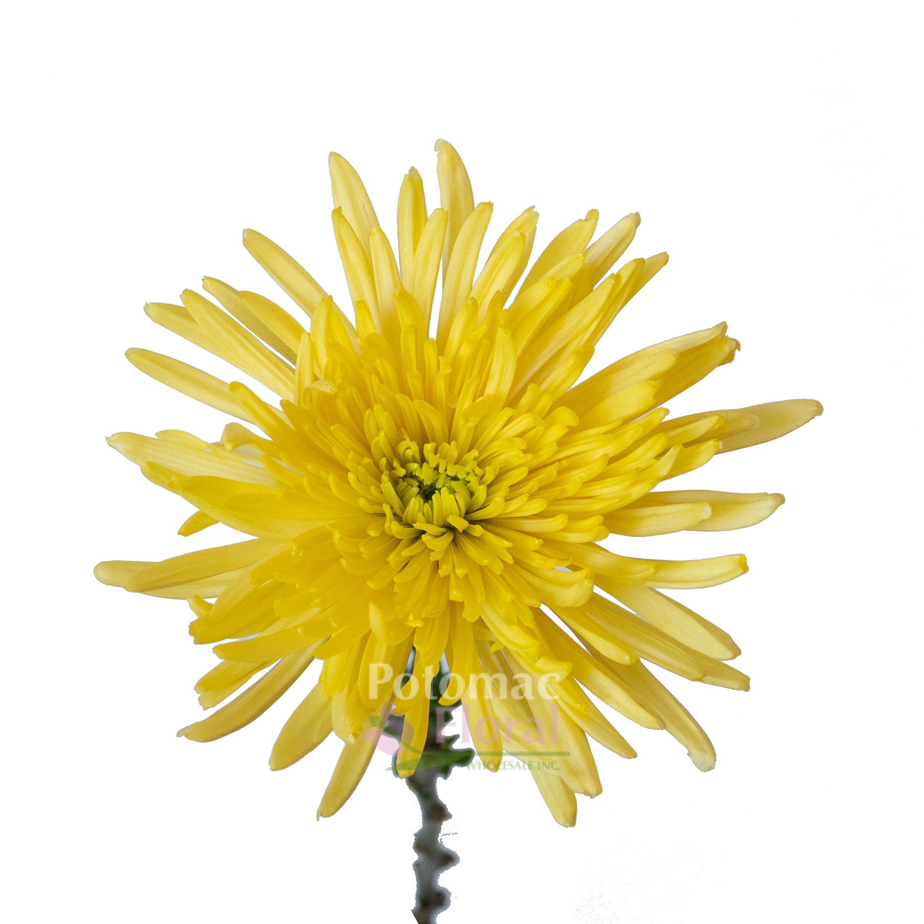 Spider mum Yellow Potomac Floral Wholesale